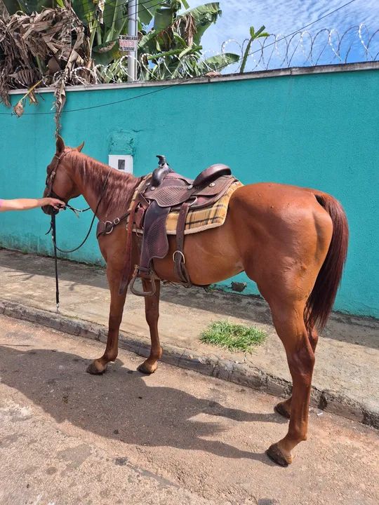 Cavalo PSI top - Foto 5