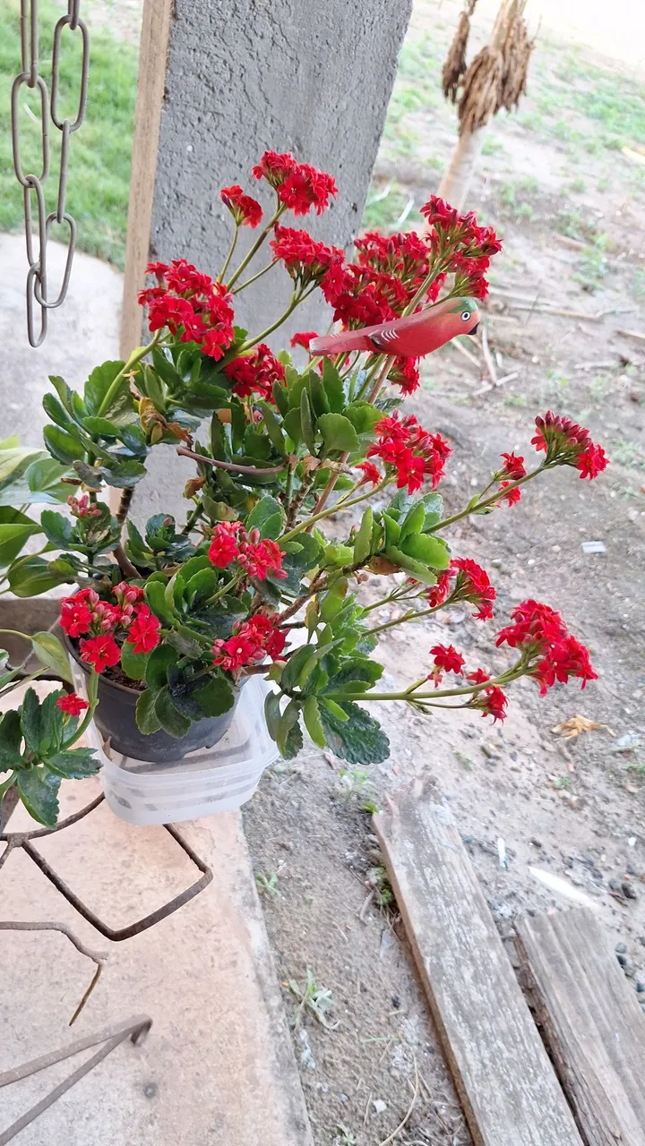 Kalanchoe com Flores Vermelhas