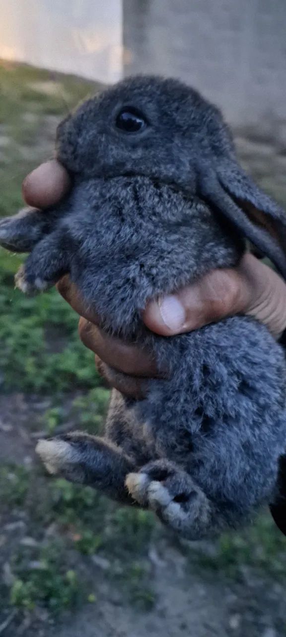 Lindos filhotes de coelhos  - Foto 2