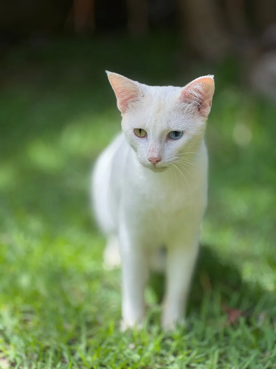 Gatinho filhote branco para adoção