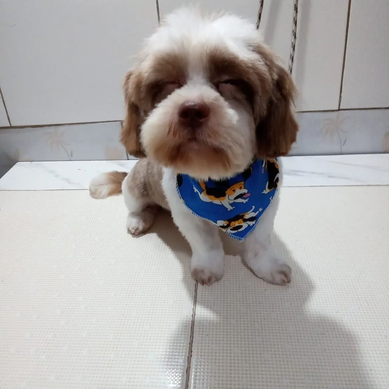 Doa este cãozinho 4 meses
