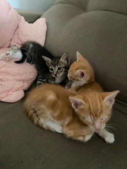 Doação filhotes que estão sem a mãe 