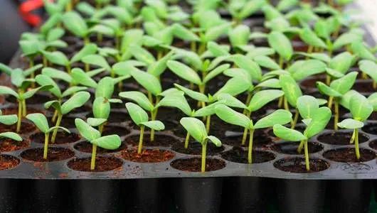 cerca viva murta bandeija de germinção  - Foto 2