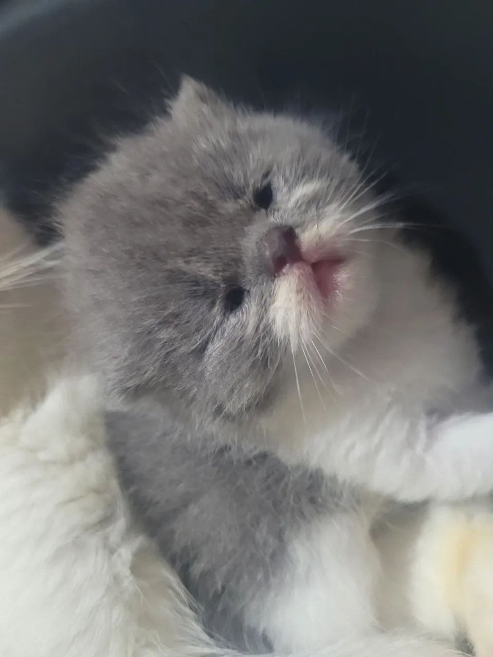 Gatos Persas  - Foto 3