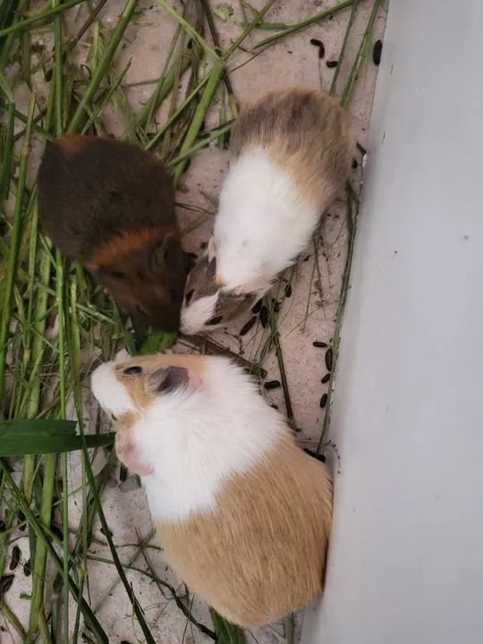 Vendo três porquinho da Índia  - Foto 2