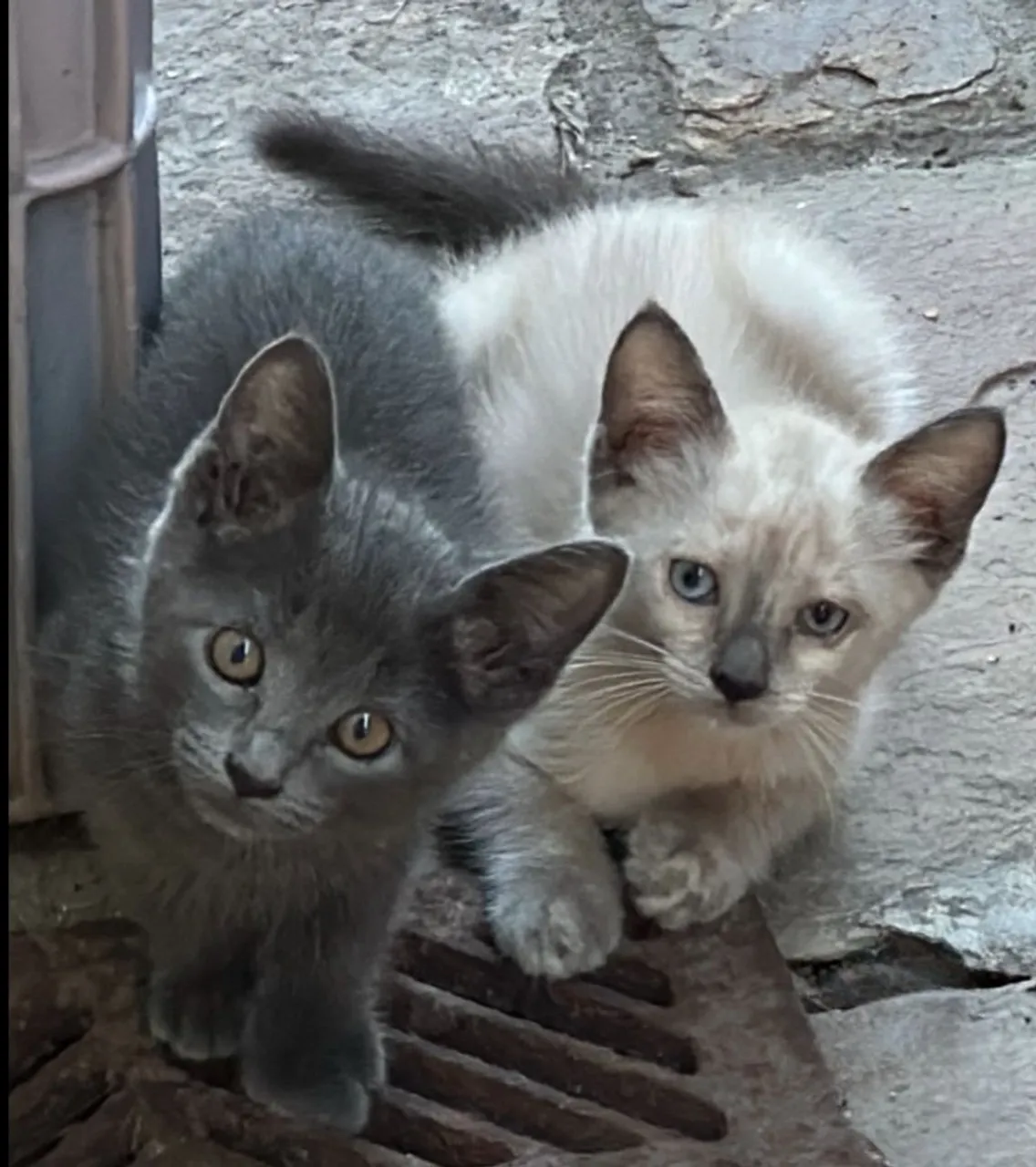 Gatinhos fofos para adoção!
