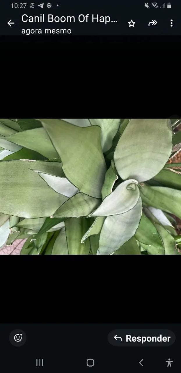 Espada de São Jorge Moonshine , babosa e orquideas- K9WDEPRJ4 - Foto 2