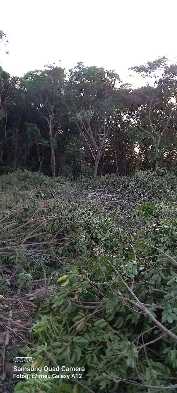 Poda de árvores limpeza e remoção dos resíduos  - Foto 2
