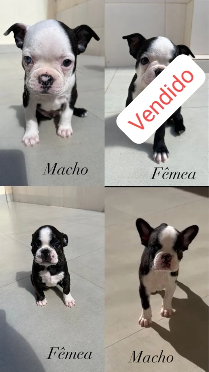 Filhotes Boston Terrier