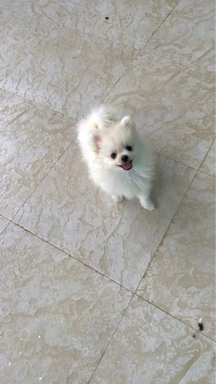 Lulu da pomerânia fêmea anão  aceito cartão 3.000,00 a vista e 3.500,00 no cartão