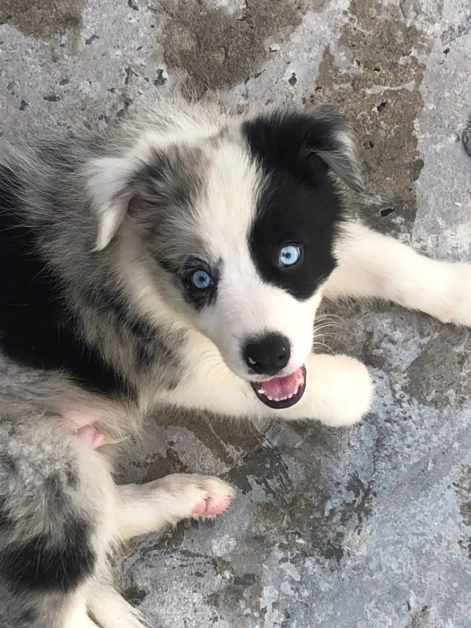 Filhote de Border Collie com olhos azuis - Foto 2