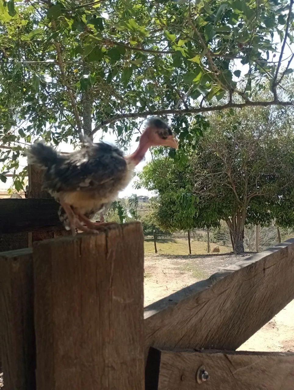 Pintainhas pescoço pelado pedrês 