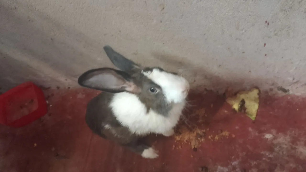 Coelho fofo para adoçar o seu dia!