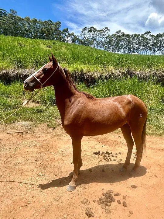 Égua domada  - Foto 5