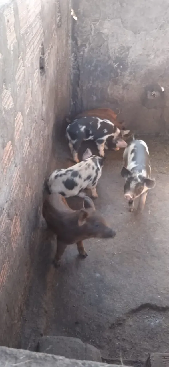 Leitão de Desmama.