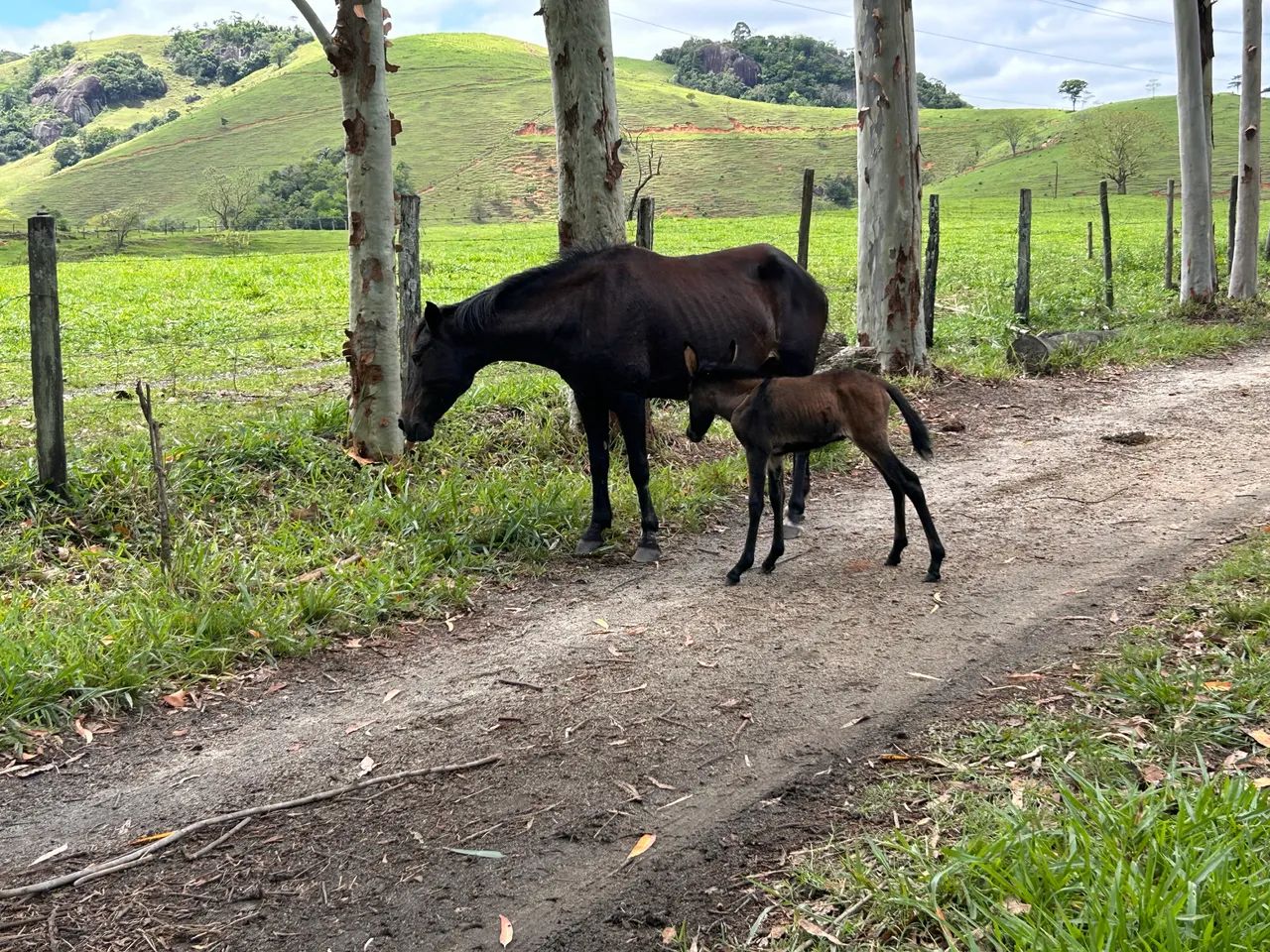 Égua com cria ao pé  - Foto 3