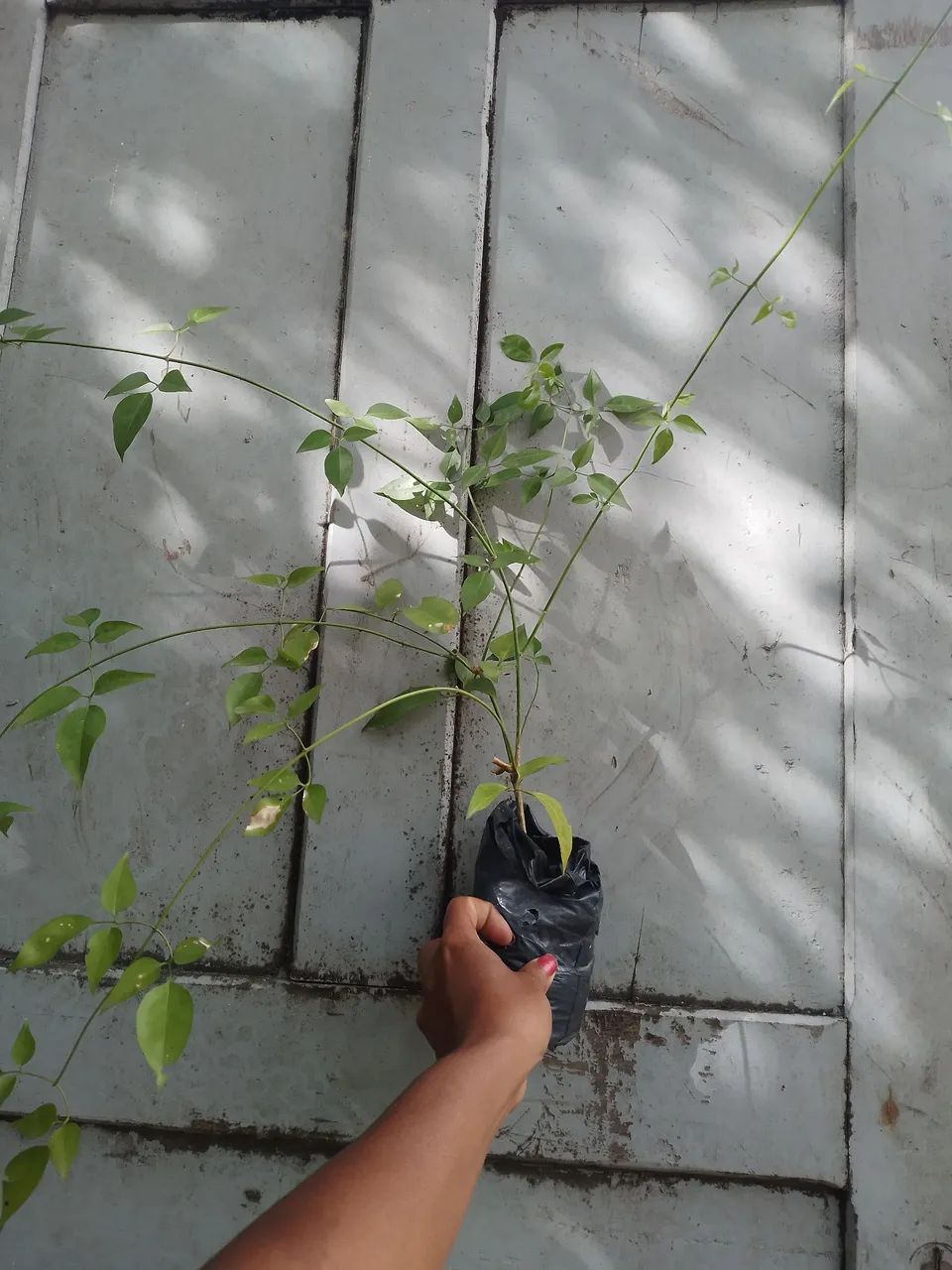 Muda de Jasmim dos açores 