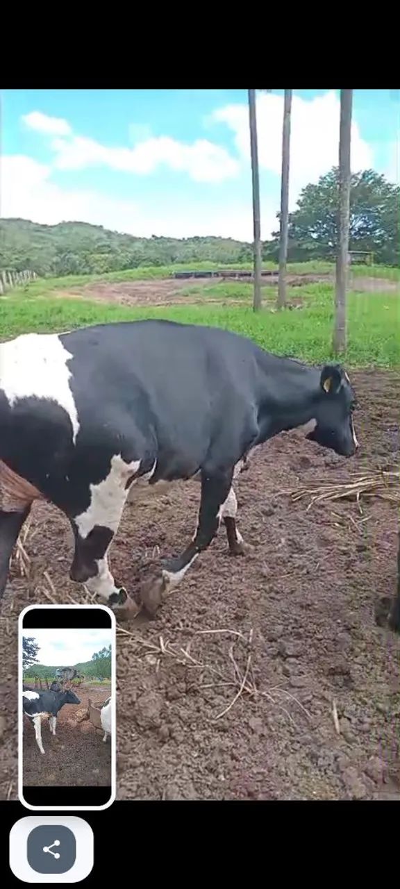 Vendo Novilhas holandês com prenhes confirmada com sêmen sexado  - Foto 6