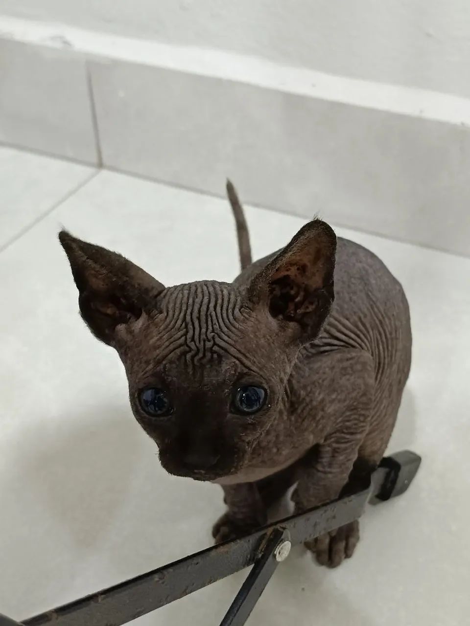 Gato pelado Sphynx linhagem Russa  - Foto 6