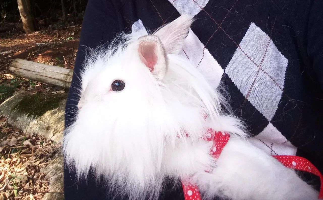 Coelhinho fofinho fêmea para adoção - Foto 3