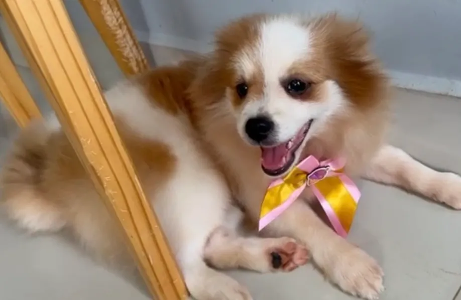 Filhote Spitz Alemão (Lulu da Pomerania)