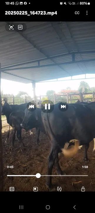 Gado leiteiro  - Foto 2