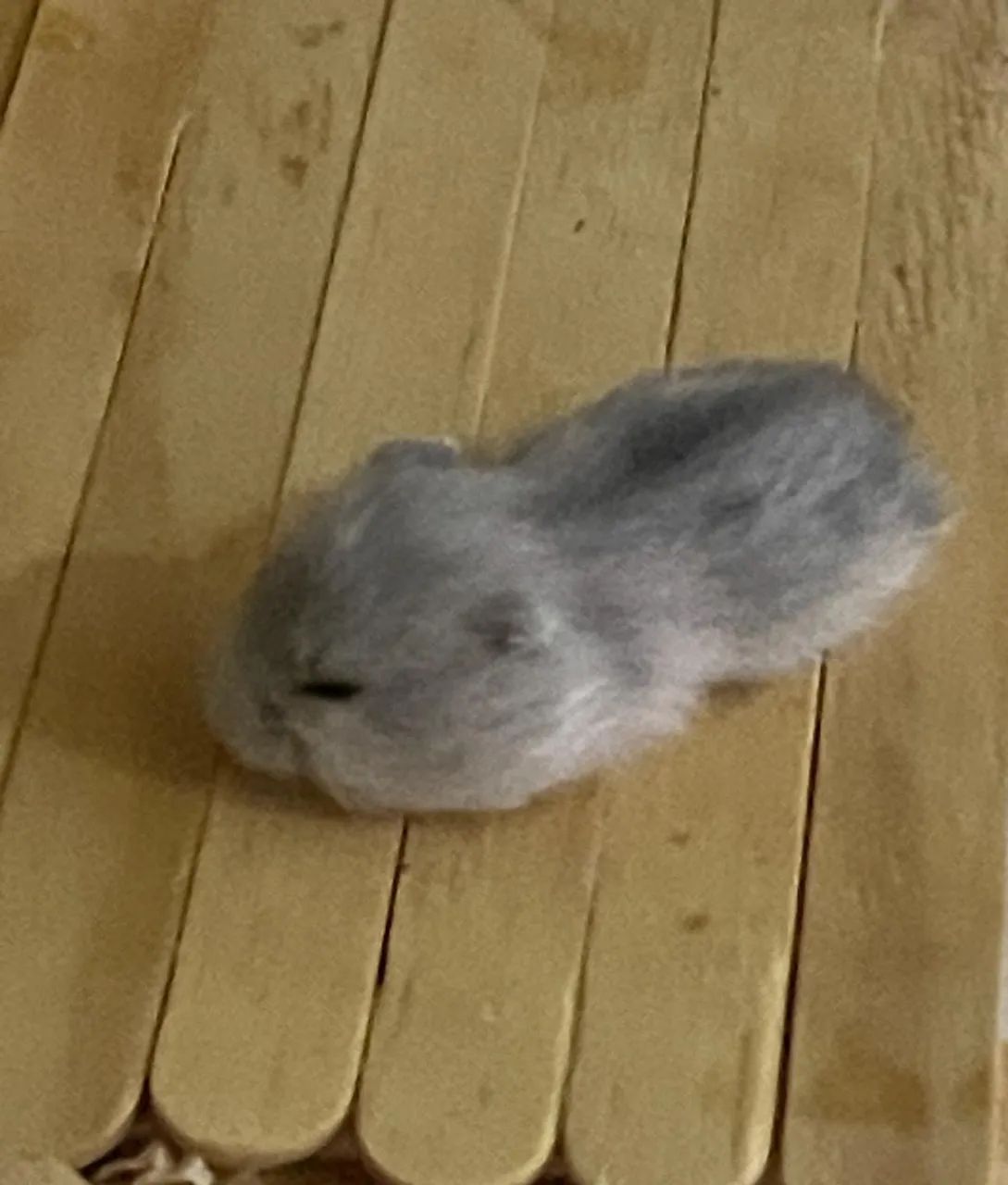 Filhotes de Hamster Anão russo para venda  - Foto 5