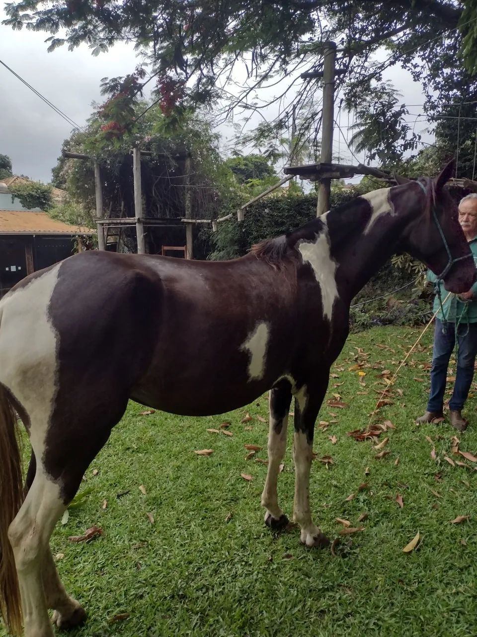 Égua campolina - Foto 5