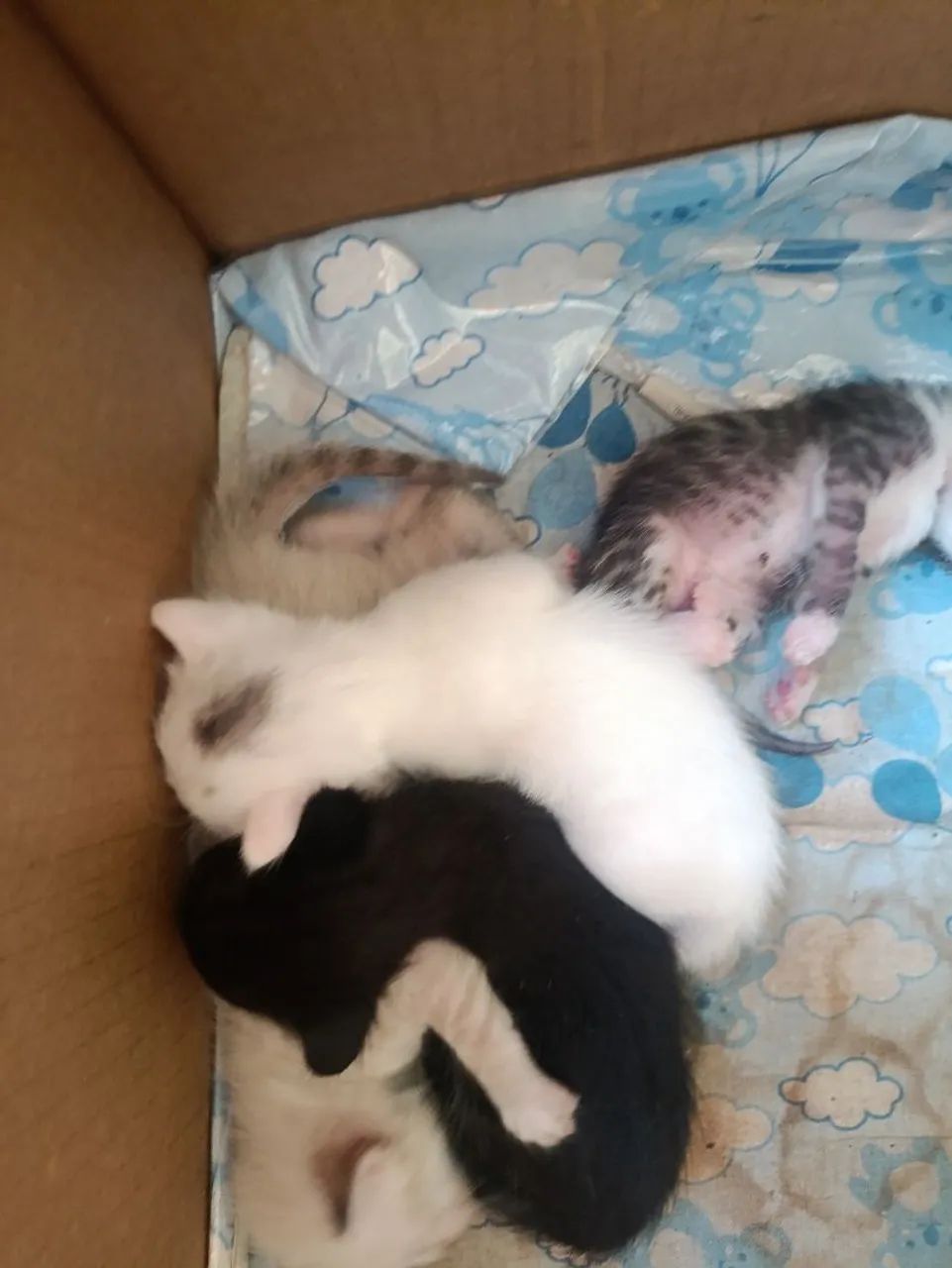 Gatinhos para adoção