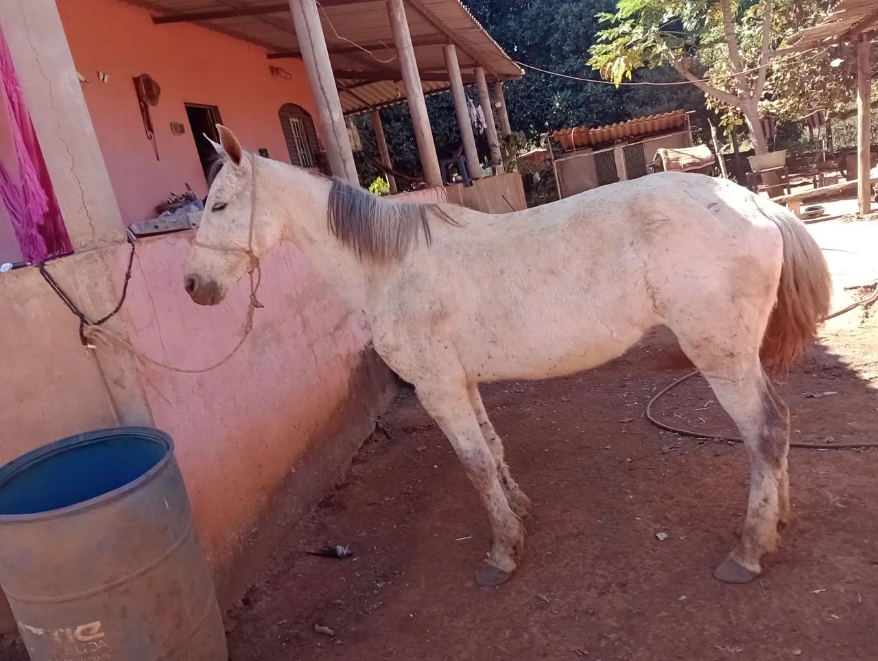 Égua mangalarga sem registro está  so no  pasto égua mangalarga 