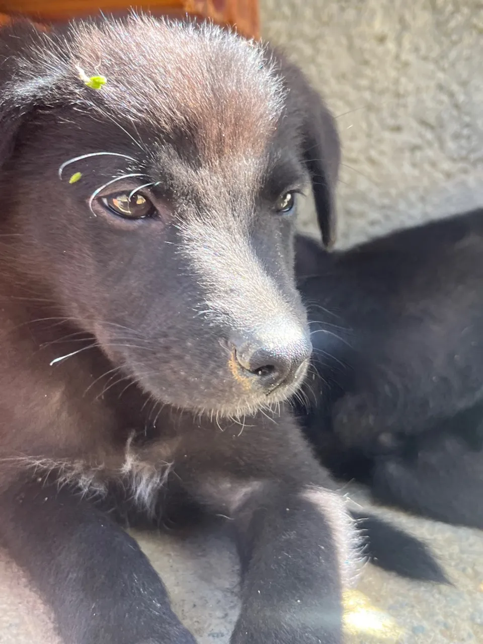 Filhote de cachorro preto adorável para adoção!