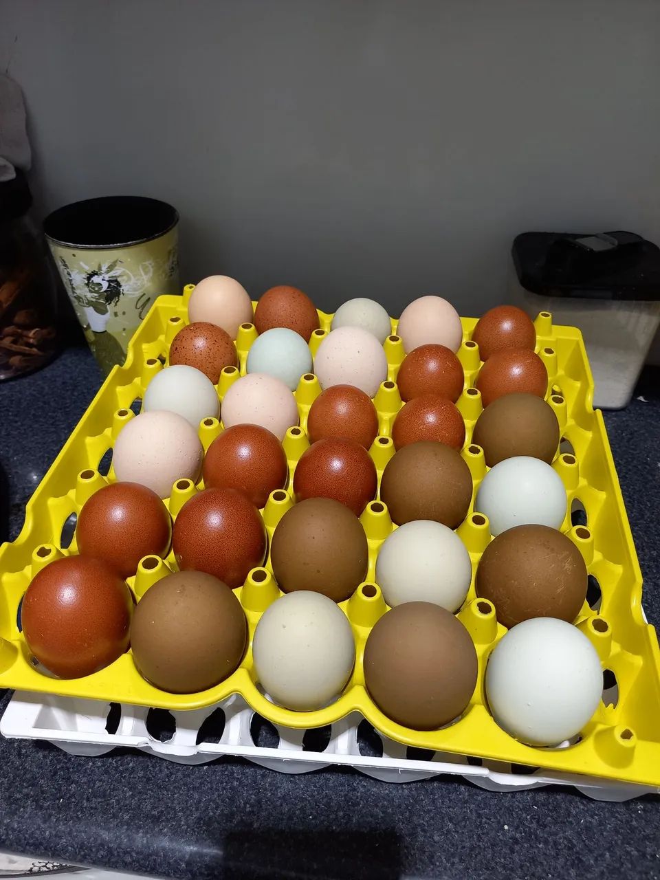 Galinhas Marans (ovos galados) - Foto 4