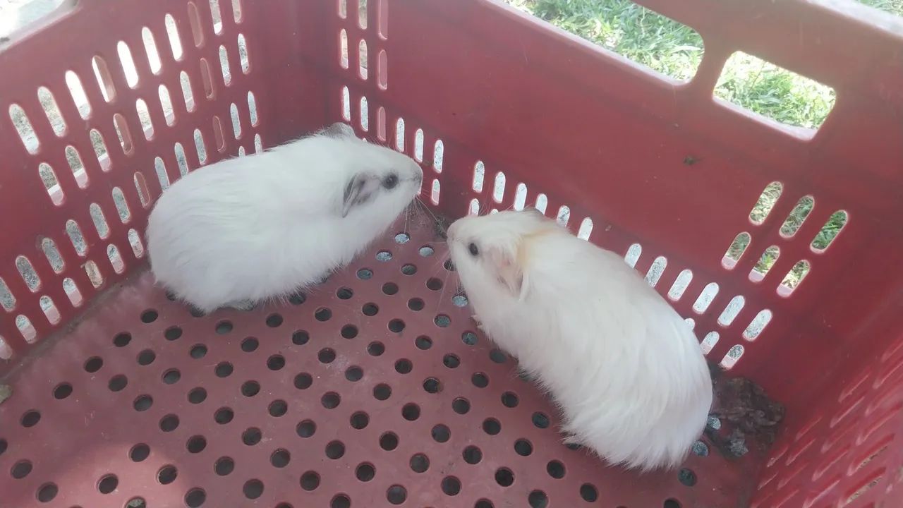 Filhotes de porquinhos para venda  - Foto 4