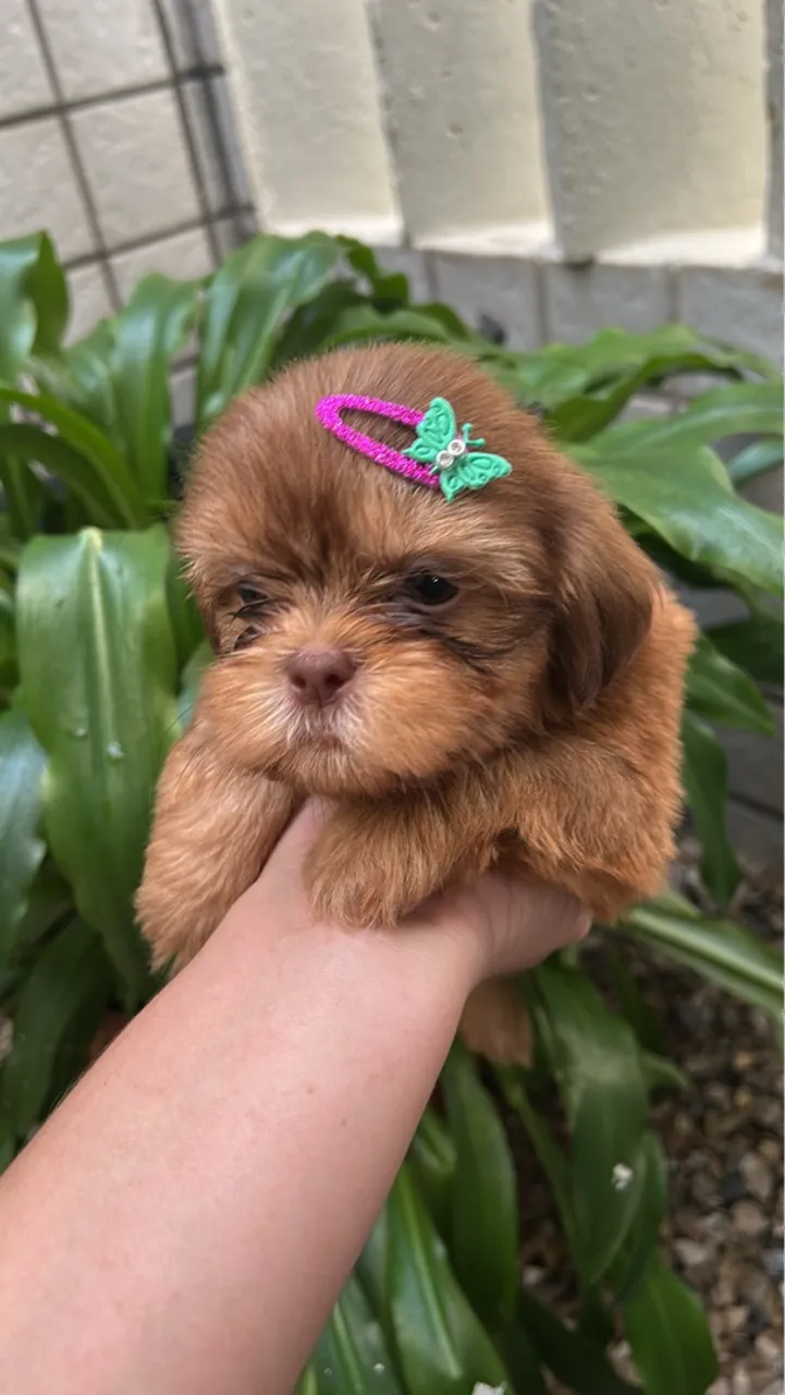 Filhotes de Shih Tzu
