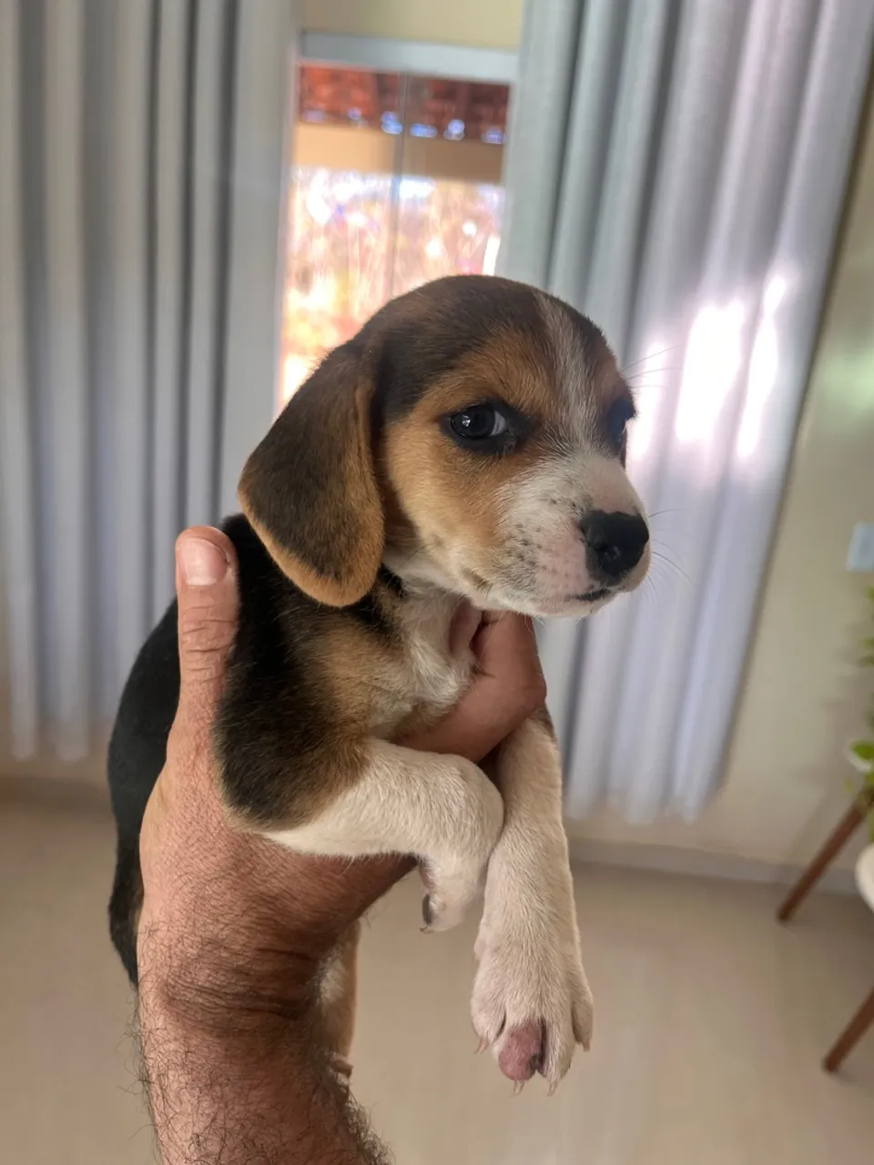 Filhotes de Beagle Mini Fêmeas 