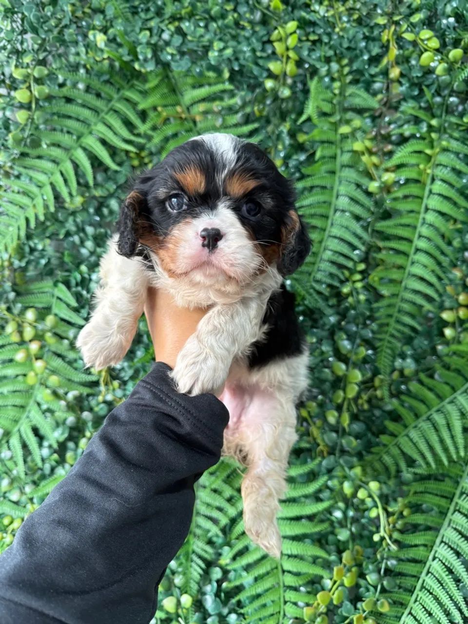 Cavalier King Charles Spaniel Puppy Olx Charles Spaniel Olx Sales