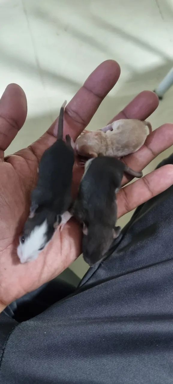 Rato twister  - Foto 3