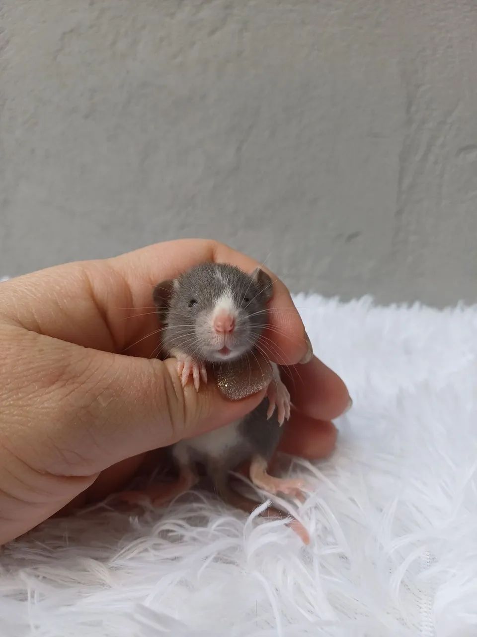 Rato twister  - Foto 4