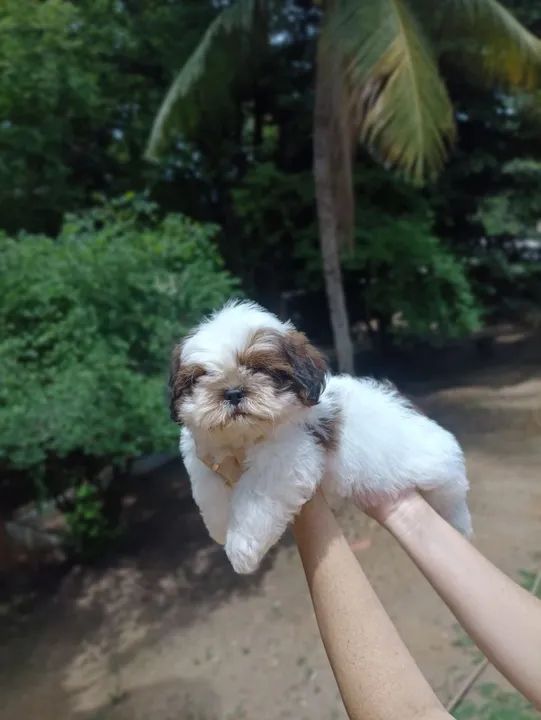 Filhote Shih Tzu - Lindíssimo!
