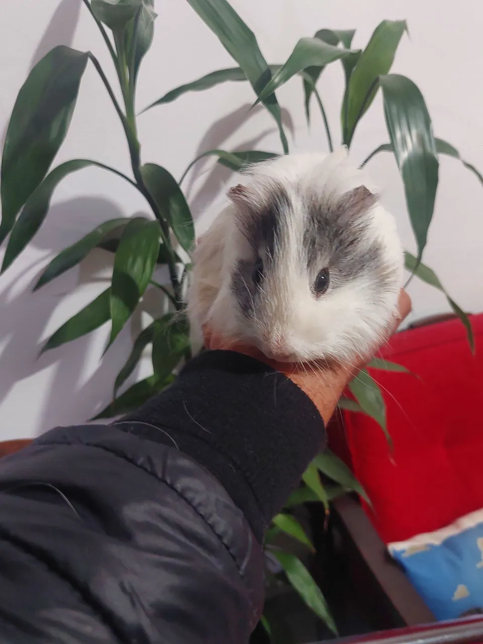 Lindo macho Sheltie