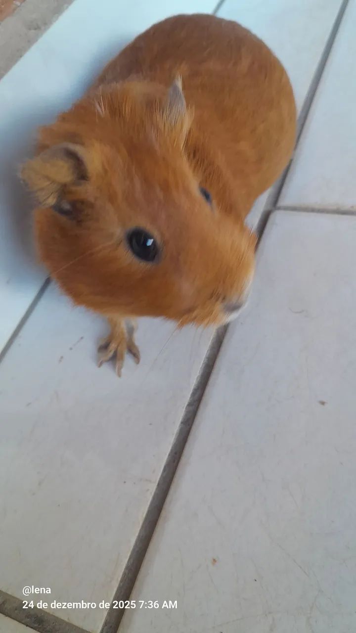 Porquinho da Índia  - Foto 2