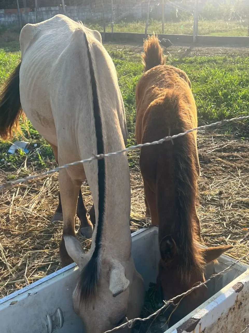 Cavalo femea 3 anos mais potro puro manga larga 