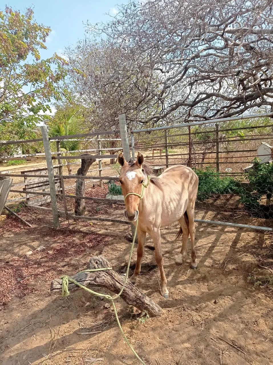 Pouda meio sangue de manga larga  - Foto 2