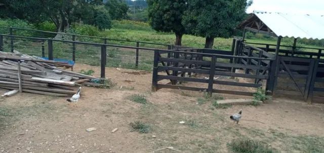 Chácara para Venda no Gama - DF - Foto 5
