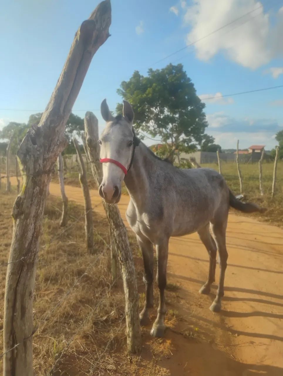 Égua de 3 pra 4 anos bom de picado  - Foto 4