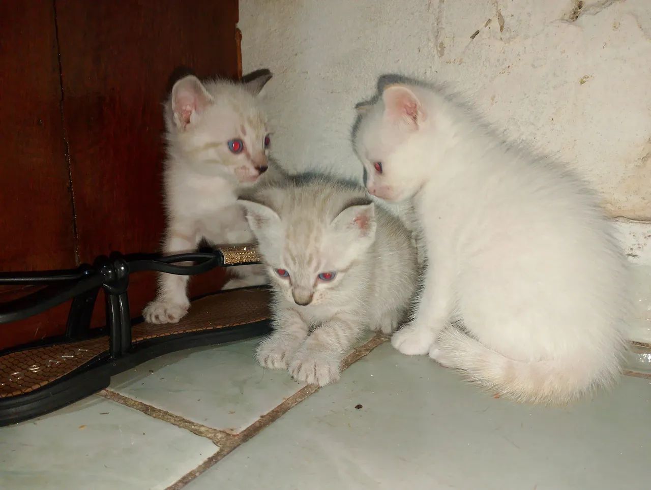 Três gatinhos fofinhos para adoção - Foto 6