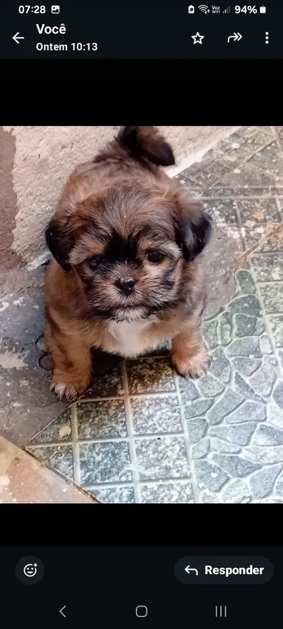 Filhote Shih Tzu
