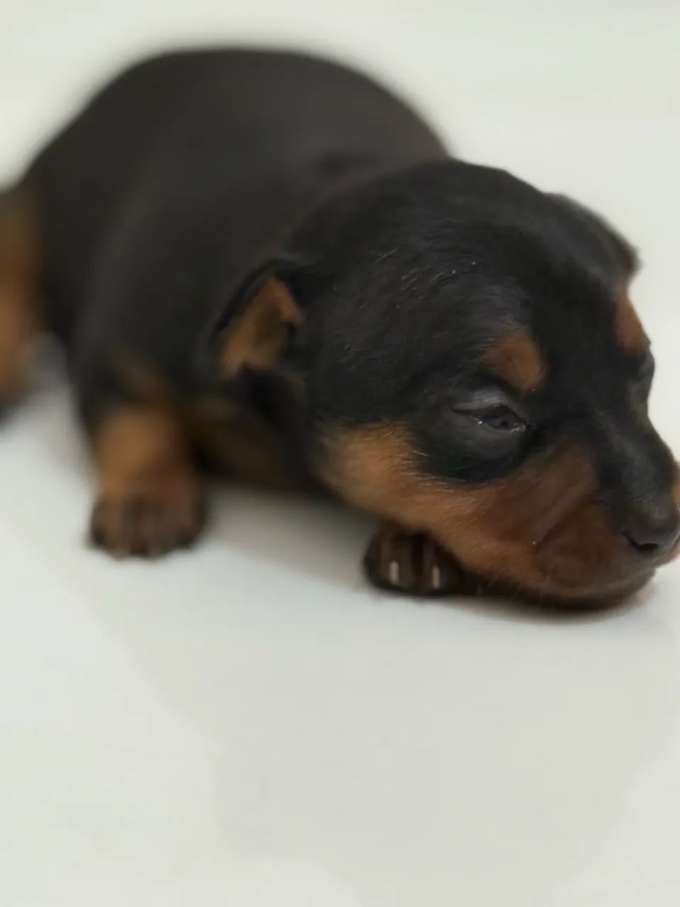 Filhotes de Pincher macho disponíveis  - Foto 3