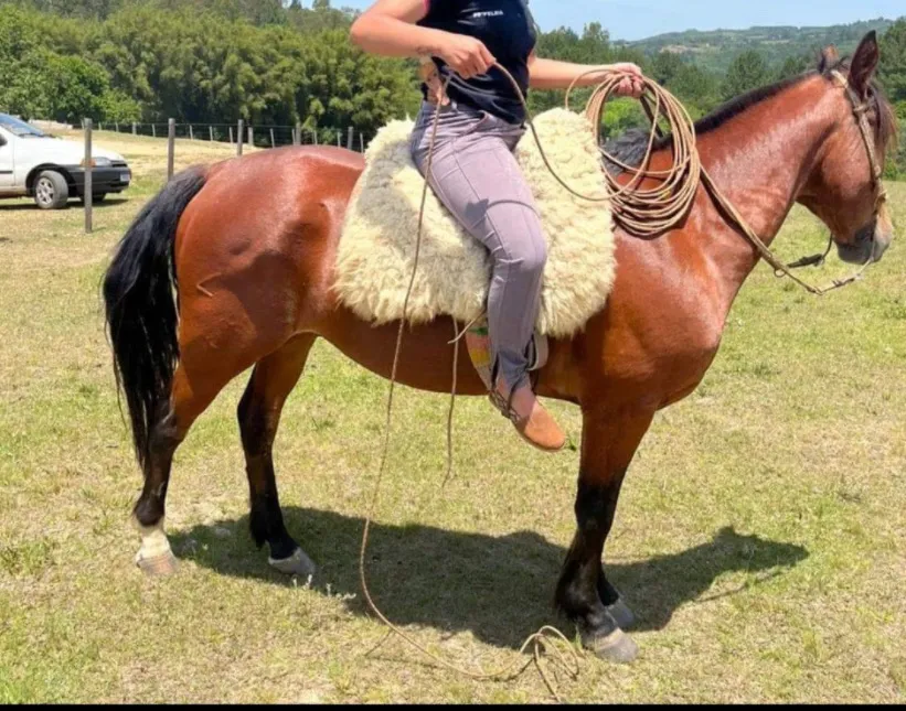 Cavalo e egua crioulo puros 
