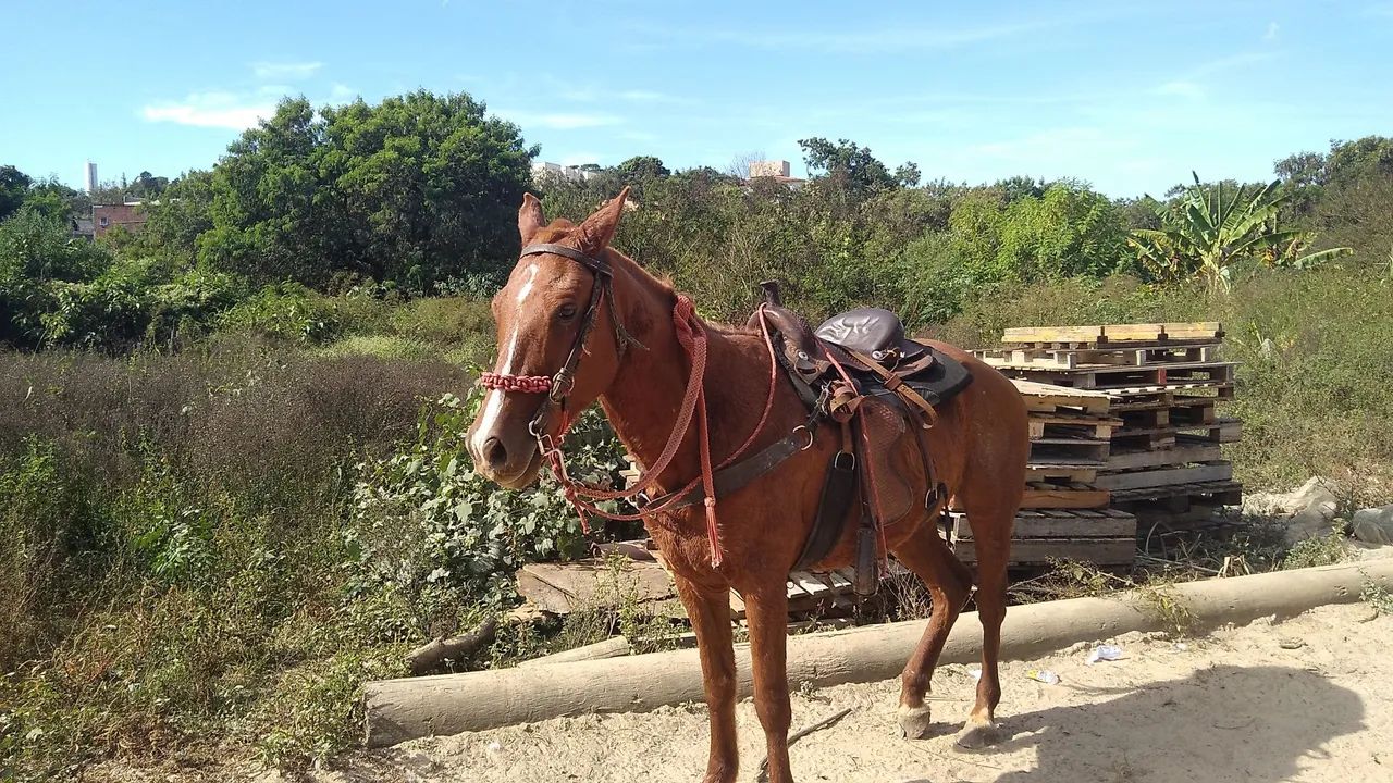Vendo cavalo de charrete e montaria  - Foto 2